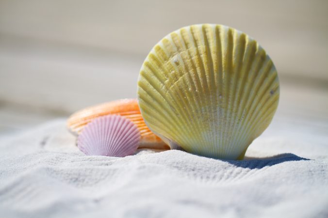 shells-massage-therapy-sand.jpg